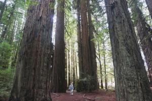  John dwarfed by redwoods
